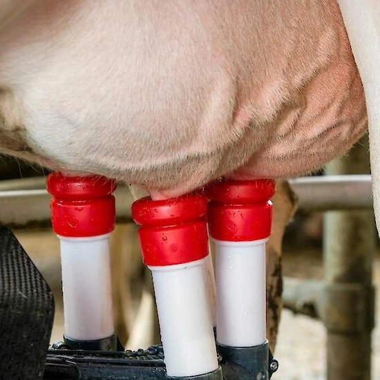 Melkrobot workshop tijdens boerderijklassen